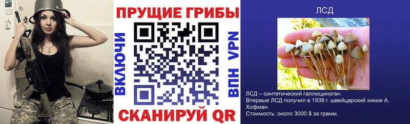 Галлюциногенные грибы Psilocybine cubensis  Аргун 